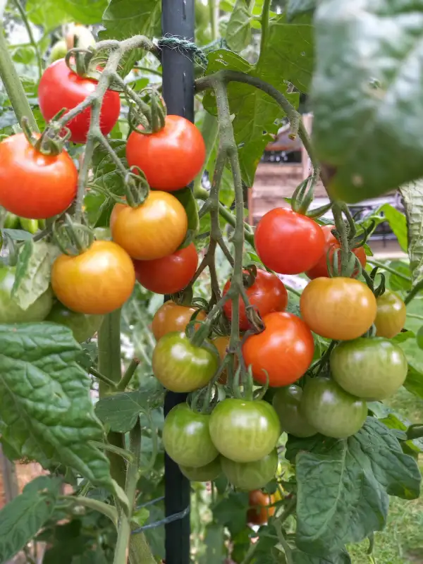 Tomaten: Ernteglück