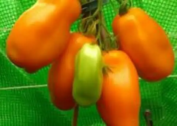 Tomaten: Eroc = Adam Eroc