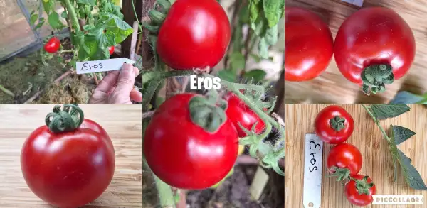 Tomaten: Eros - DDR/60cm