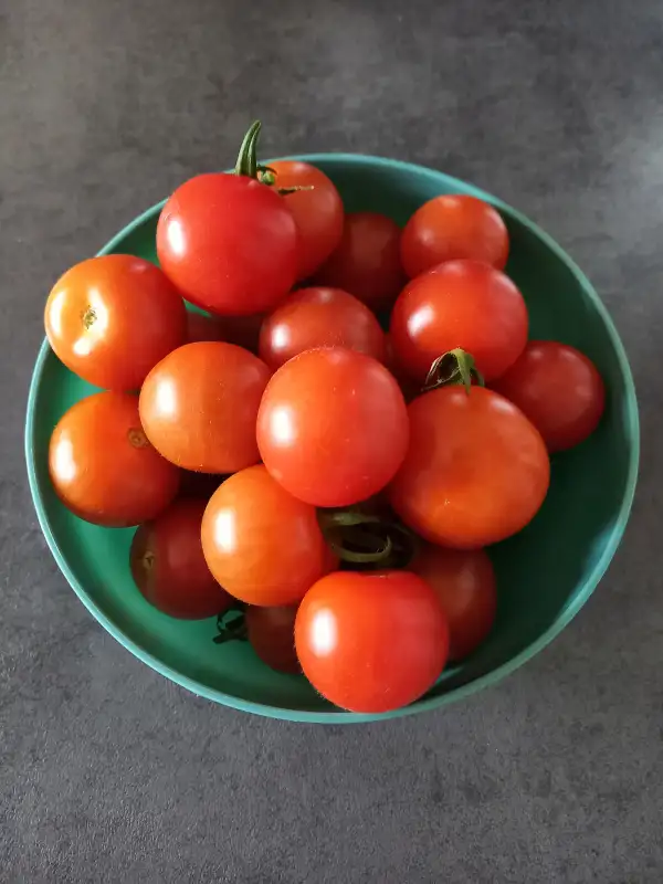 Tomaten: Eros
