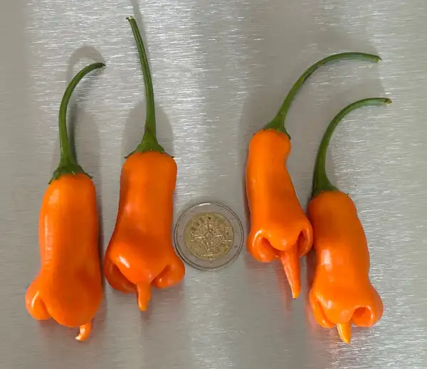 Chili / Paprika: Erotico