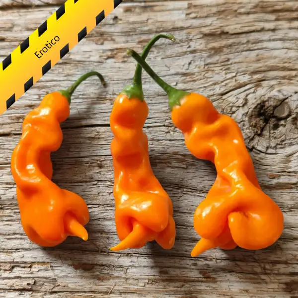 Chili: Erotico