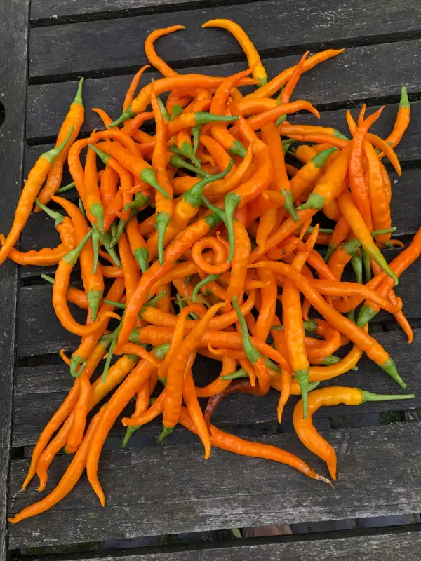 Chili / Paprika: Ertragreiche Sorte mit langen orange abreifenden Beeren.