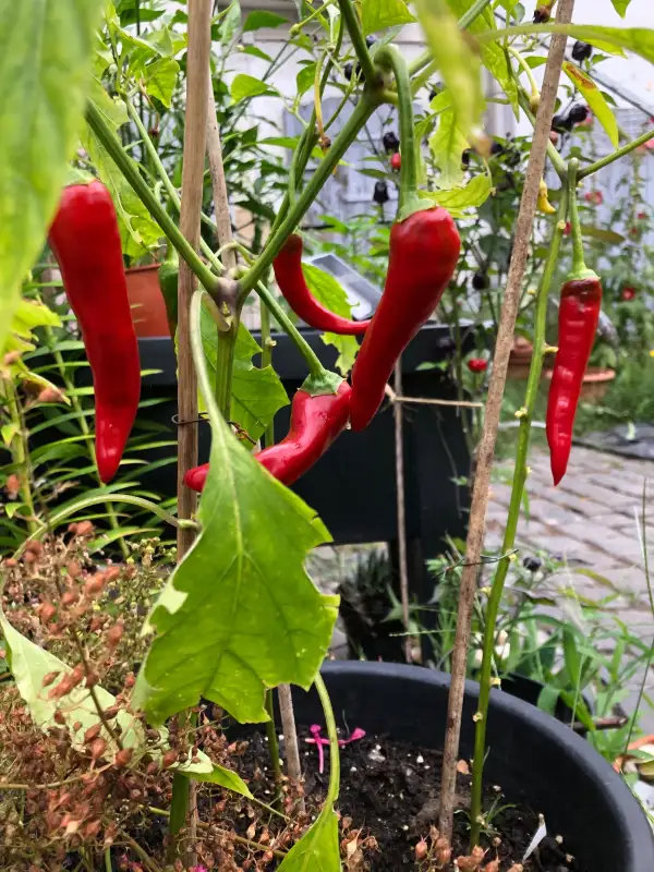 Chili / Paprika: Ertragreiche Sorte mit rot abreifenden großen Beeren.