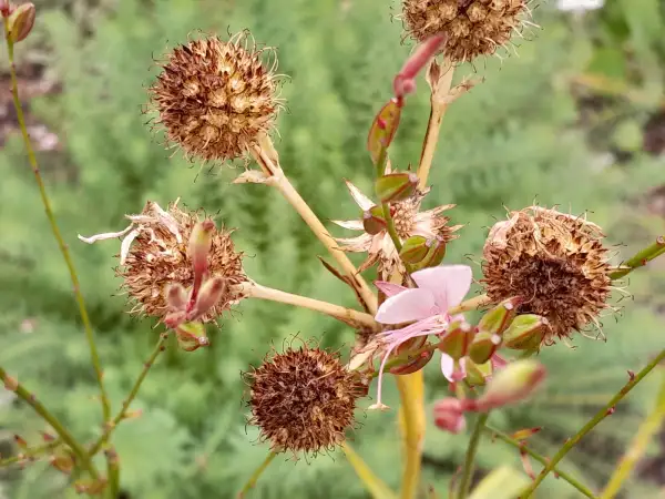 Stauden / Gehölz: Eryngium yuccifolium ‣ ‣ Palmlilien‑ Edeldistel - Rattlesnake master