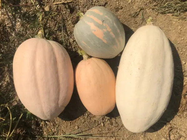 Kürbisse: Escondida Calabaza