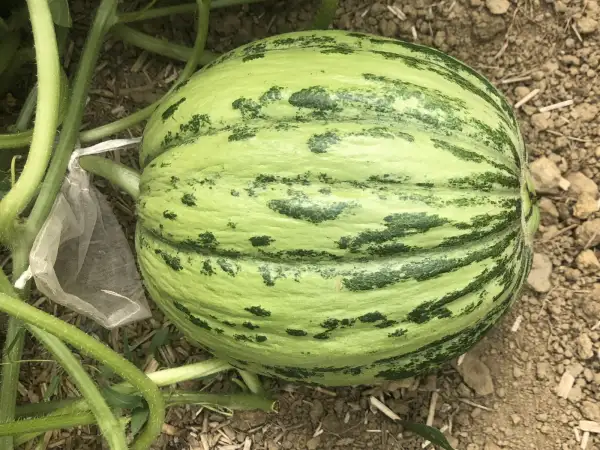 Melonen: Escondido Gold melone