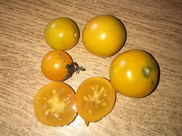 Tomaten: Ester Hesse Yellow