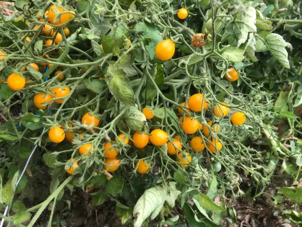 Tomaten: Estonian Yellow