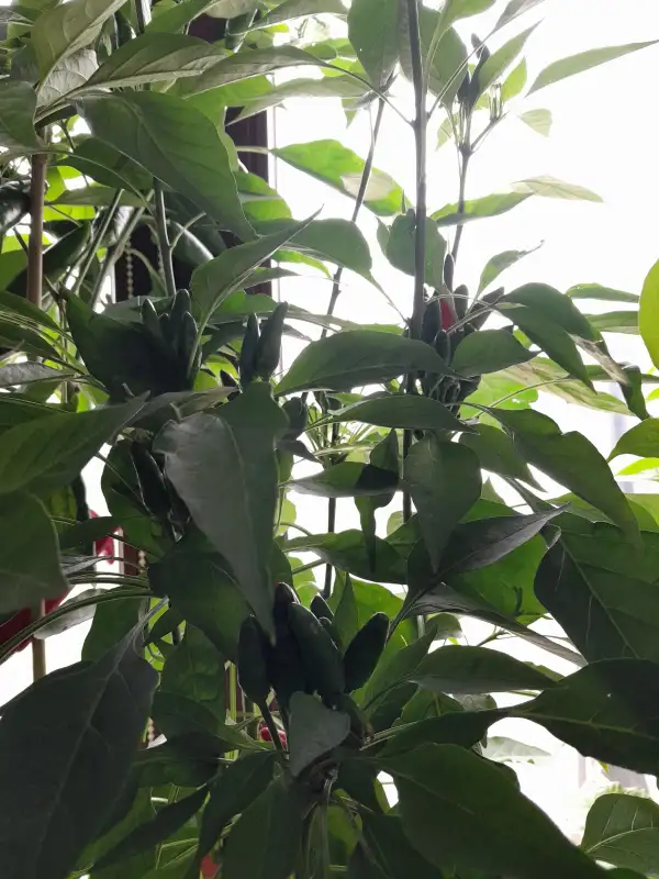 Chili / Paprika: Etna