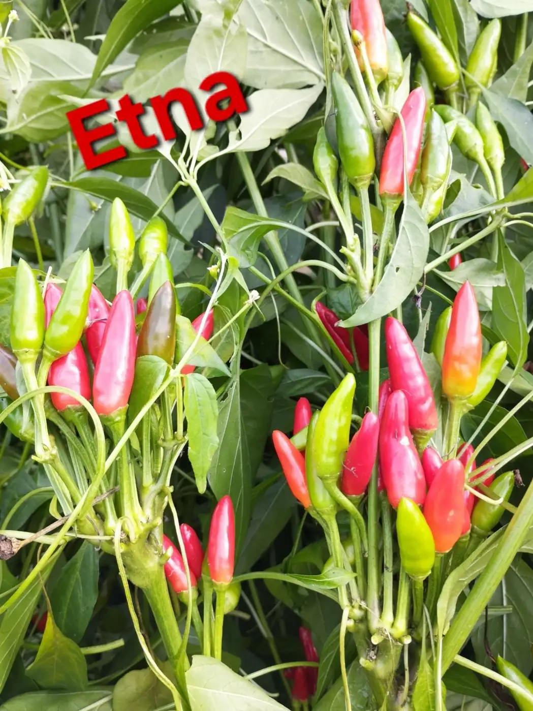 Chili / Paprika: Etna