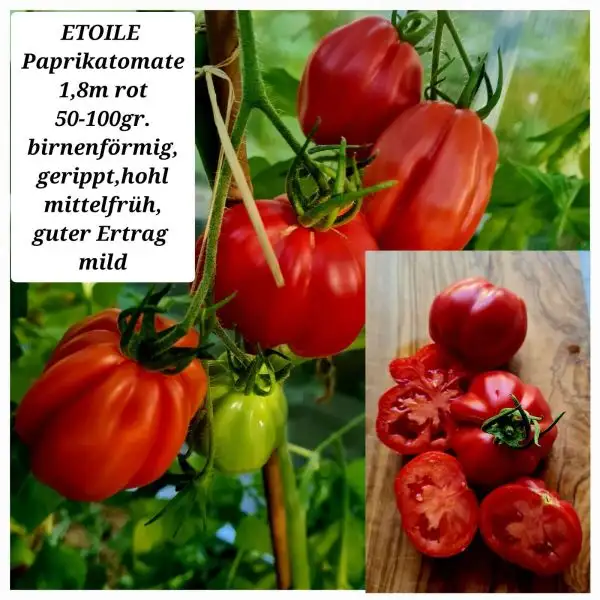 Tomaten: ETOILE