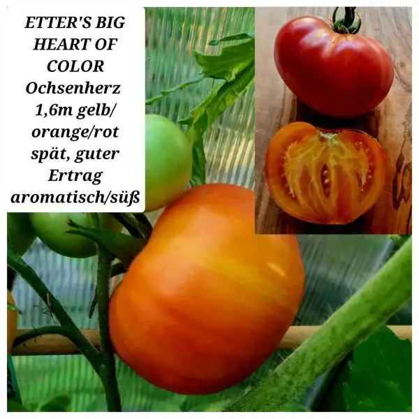 Tomaten: ETTER