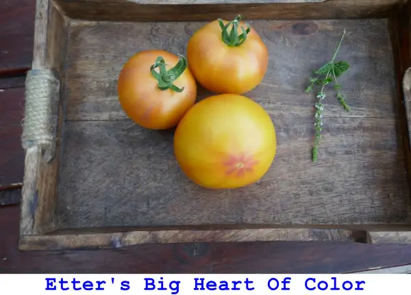 Tomaten: Etter’s Big Heart Of Colour