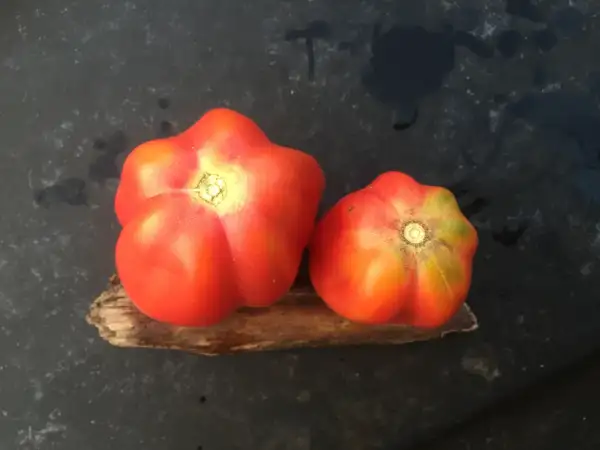 Tomaten: Etual