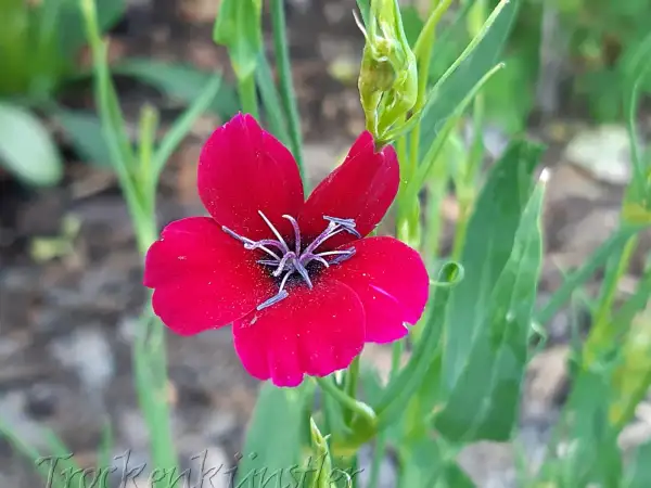 Blumen: Eudianthe coeli-rosa ‣ ‣ ‣ Himmels- röschen ‣ Rose of heaven