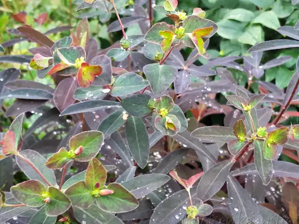 Stauden / Gehölz: Euphorbia dulcis