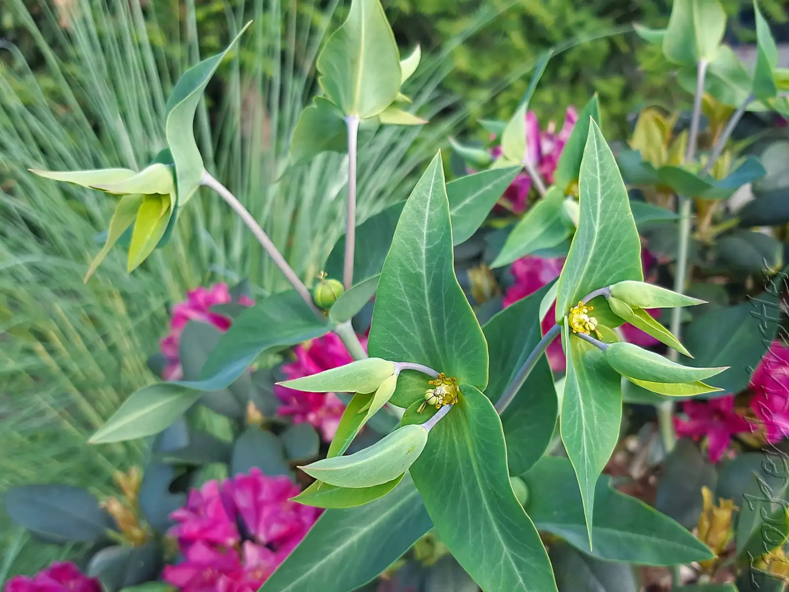 Blumen: Euphorbia lathyris ‣ ‣ ‣ ‣ Wühlmaus Wolfsmilch ‣ Gopher Spurge