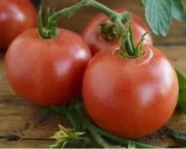 Tomaten: Eva’s Purple Ball