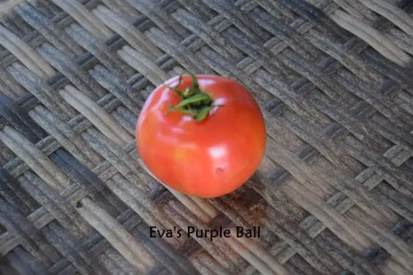 Tomaten: Eva