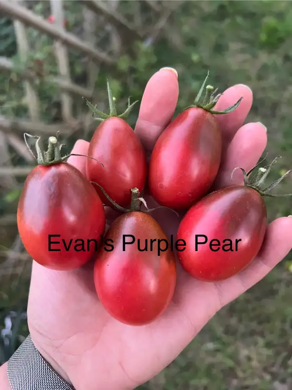 Tomaten: Evan‘s Purple Pear