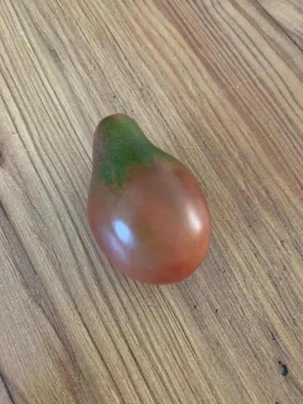 Tomaten: Evan‘s Purple Pear