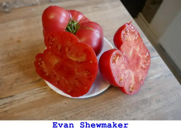 Tomaten: Evan Shewmaker