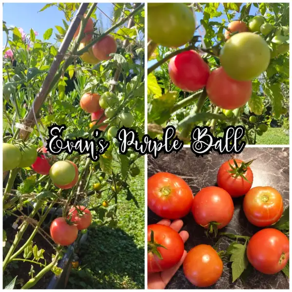 Tomaten: Evans Purple Ball