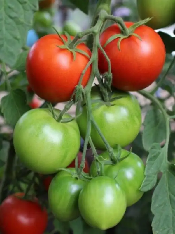 Tomaten: Evelle