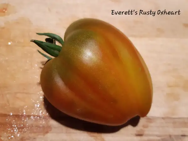 Tomaten: Everett´s Rusty Oxheart