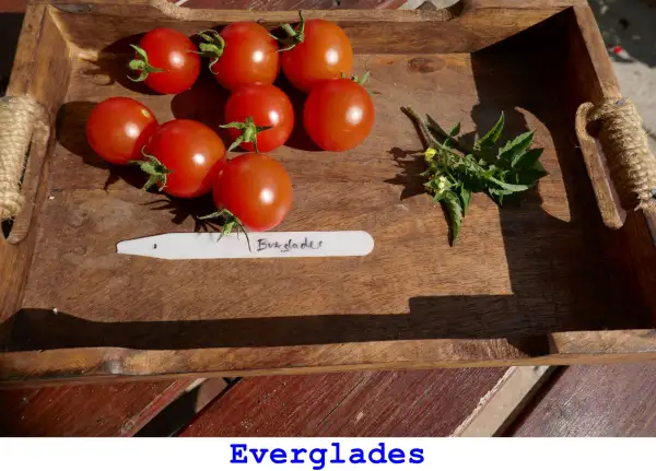Tomaten: EVERGLADES