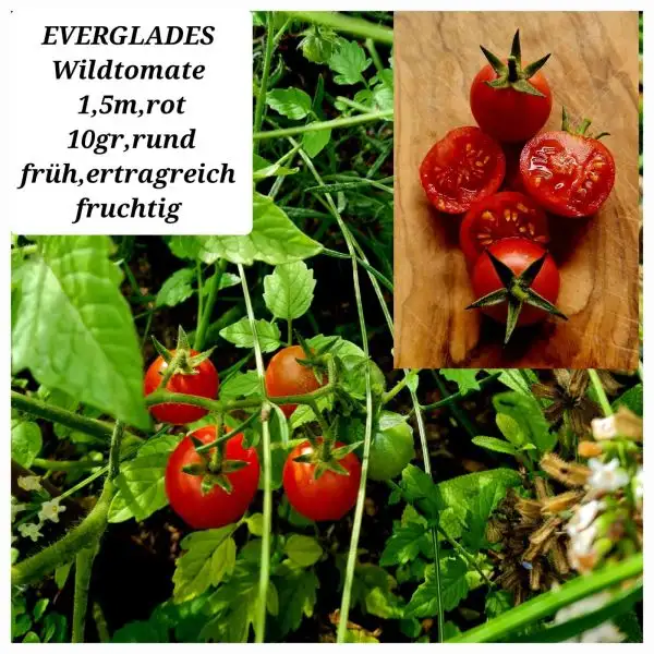 Tomaten: EVERGLADES