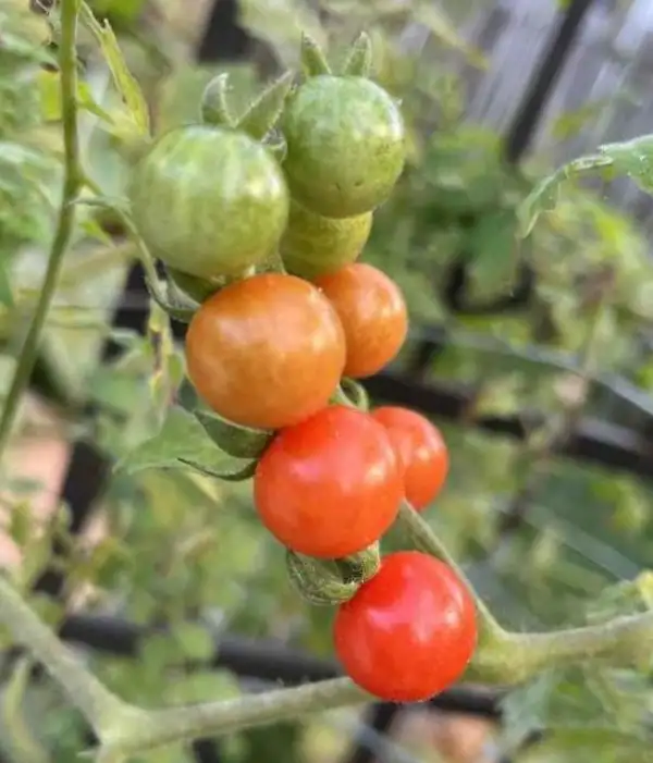 Tomaten: EVERGLADES