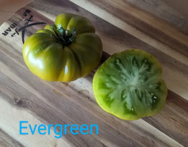 Tomaten: Evergreen