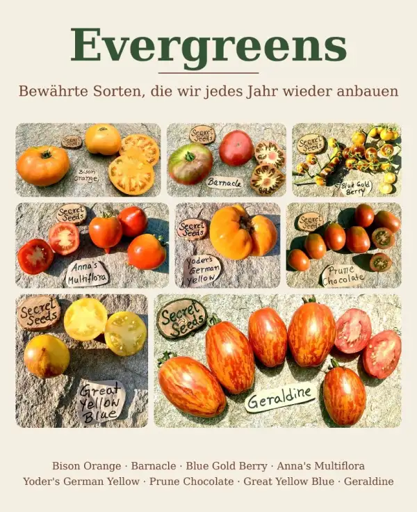 Tomaten: Evergreens 2026 - Secret Seeds