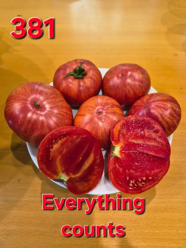 Tomaten: Everything Counts