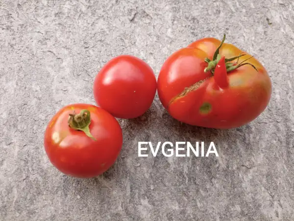 Tomaten: Evgenia