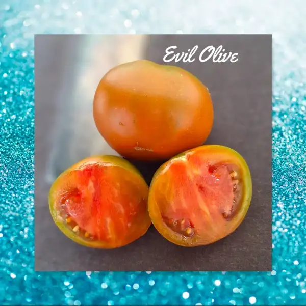 Tomaten: Evil Oliv