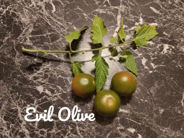 Tomaten: Evil Oliv