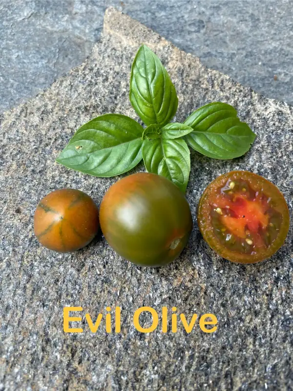 Tomaten: Evil Olive