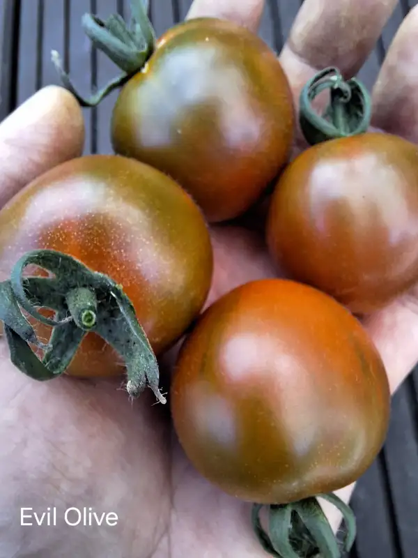 Tomaten: Evil Olive