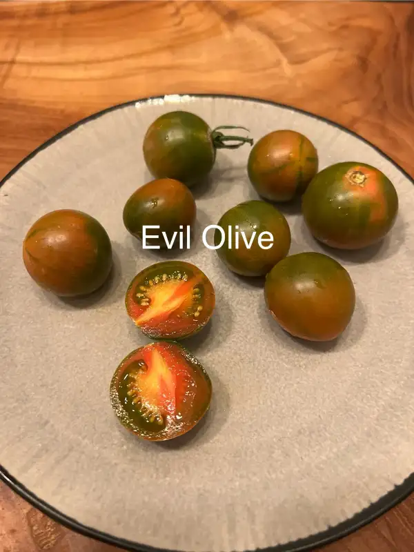 Tomaten: Evil Olive