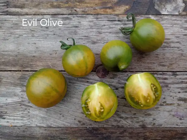 Tomaten: Evil Olive