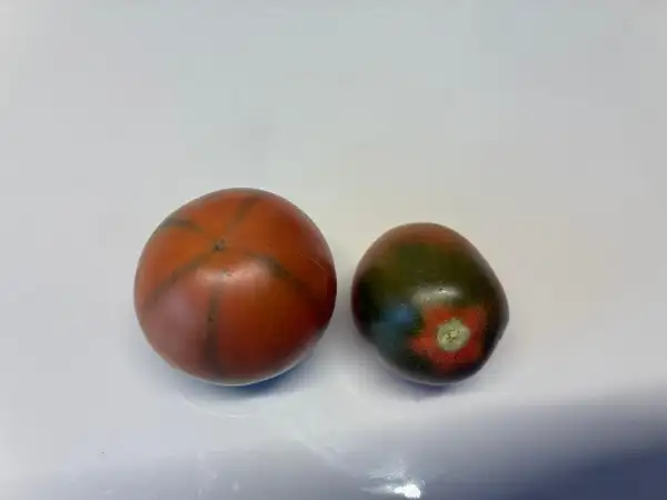 Tomaten: Evil Olive