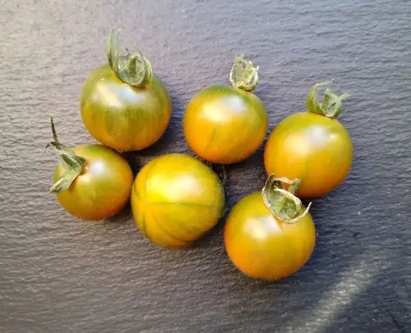 Tomaten: Evil Olive