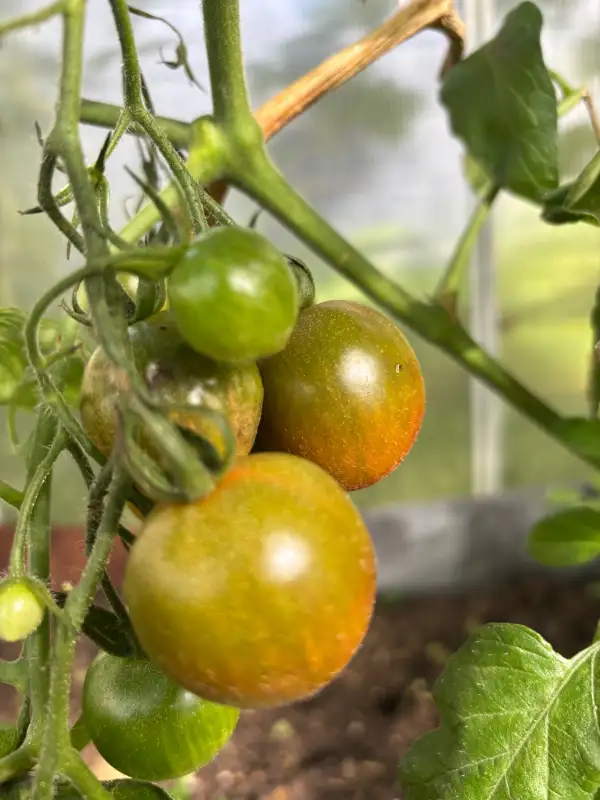 Tomaten: Evil Olive