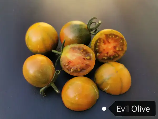 Tomaten: Evil Olive
