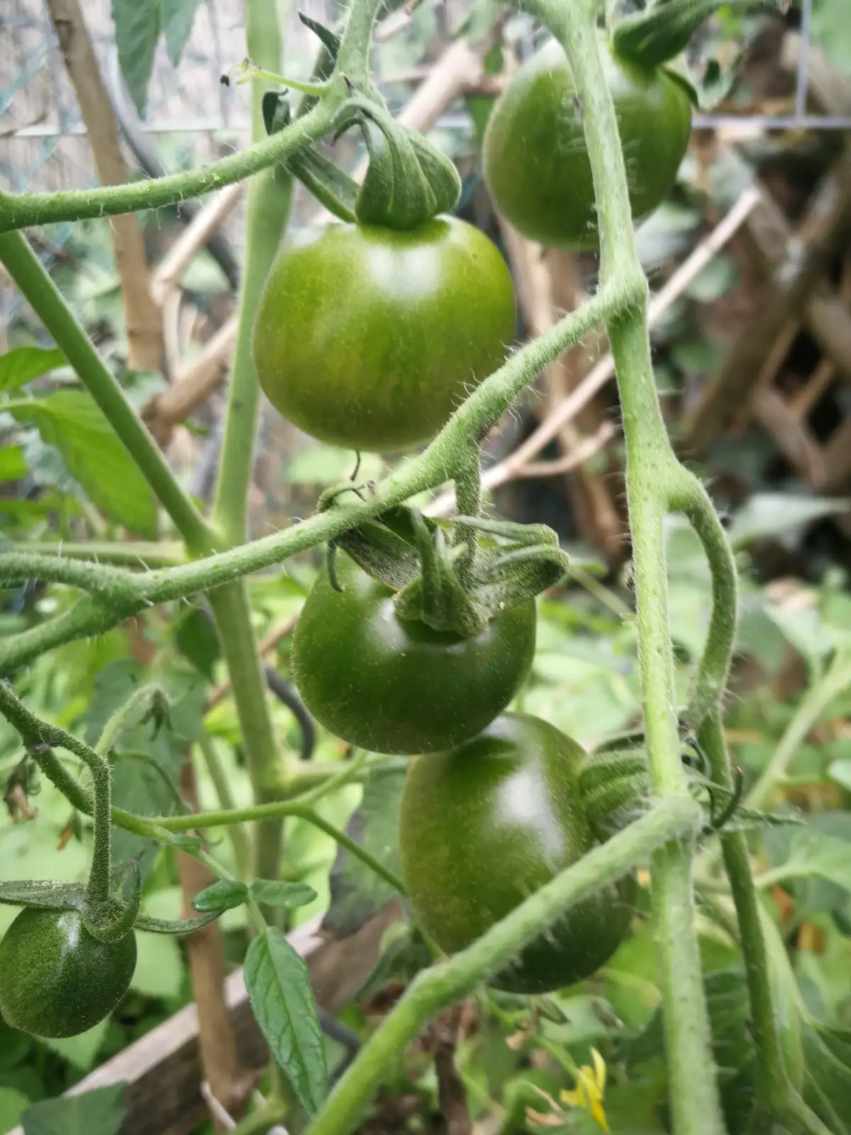 Tomaten: Evil Olive