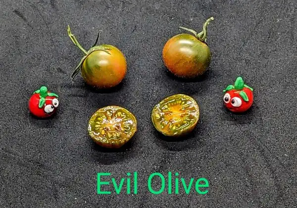 Tomaten: Evil Olive