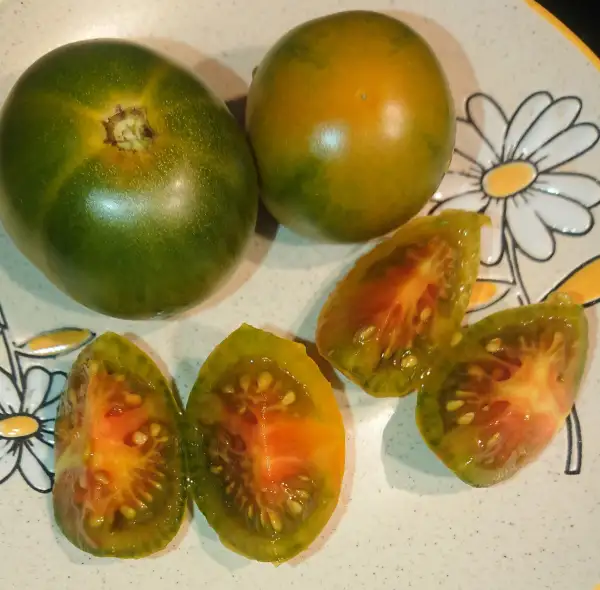 Tomaten: Evil Olive